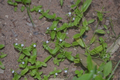 Lindernia ciliata
